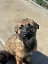 VANDA, Hund, Mischlingshund in Rumänien