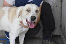 AEDDAN, Hund, Mischlingshund in Italien