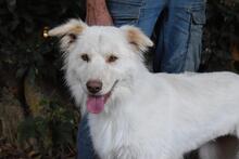 ROXANNA, Hund, Mischlingshund in Italien