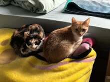 DIVA, Katze, Europäisch Kurzhaar in Hannover