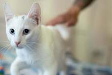 SPEEDY, Katze, EKH-Orientalischer-Mix in Allmendingen