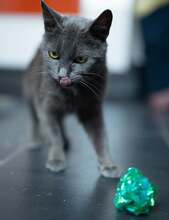 SANDA, Katze, Britisch Kurzhaar in Allmendingen