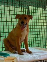 MARLIN, Hund, Mischlingshund in Ungarn