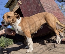 FREYA, Hund, Mischlingshund in Rumänien