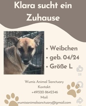 KLARA, Hund, Schäferhund-Mix in Rumänien