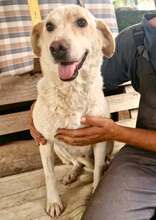 SCHARI, Hund, Mischlingshund in Rumänien