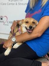 LIJA, Hund, Mischlingshund in Krefeld