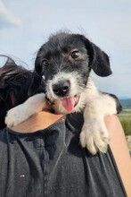 KALLE, Hund, Mischlingshund in Duggendorf