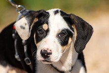 LIAN, Hund, Mischlingshund in Geisenhausen