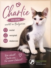 CHARLIE, Katze, Angora Mix in Bulgarien