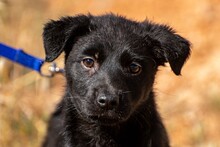 SUKI, Hund, Mischlingshund in Belgien