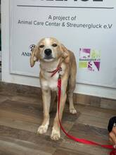 ELIO, Hund, Mischlingshund in Radeburg