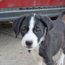 DURAN, Hund, Pointer-Mix in Bollschweil