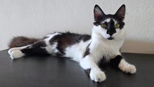 CHERRY, Katze, Hauskatze in Zypern