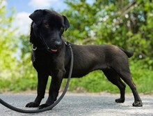 EDITH, Hund, Dackel-Mix in Ungarn