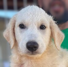 DOKEN, Hund, Mischlingshund in Italien