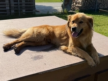 TAPPANCS, Hund, Mischlingshund in Ungarn