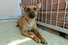 CEREZA, Hund, Mischlingshund in Spanien