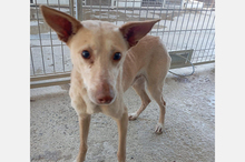 JOHN, Hund, Podenco-Mix in Spanien