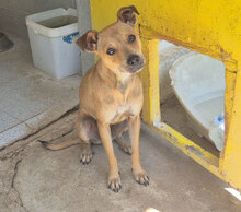 ENOLA, Hund, Mischlingshund in Bulgarien