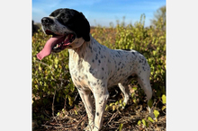 BRUNO, Hund, Deutsch-Kurzhaar-Mix in Spanien