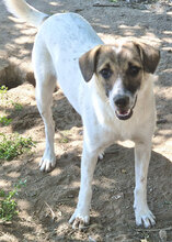 DAVID, Hund, Mischlingshund in Bulgarien