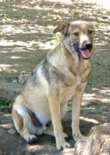 DONATELLO, Hund, Mischlingshund in Bulgarien