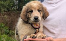 WOODSTOCK, Hund, Herdenschutzhund-Mix in Barsinghausen