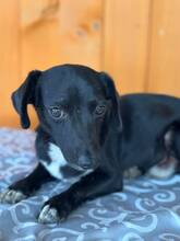 CHARLIE, Hund, Mischlingshund in Slowakische Republik