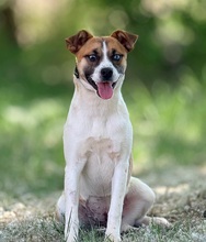 WINNIE2, Hund, Mischlingshund in Slowakische Republik