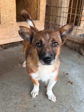 ZILLY, Hund, Mischlingshund in Hausen