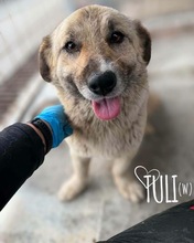 TULI, Hund, Mischlingshund in Hausen