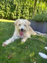 FORBS, Hund, Mischlingshund in Mudersbach