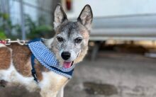 LIAH, Hund, Mischlingshund in Hamburg
