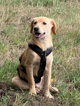 SHADOW, Hund, Mischlingshund in Haselünne