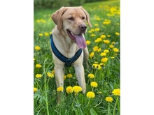 MAILO, Hund, Labrador-Mischling in Freystadt