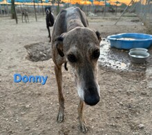 DONNY, Hund, Galgo Español in Spanien