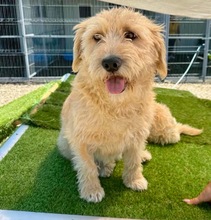 ARIELLE, Hund, Mischlingshund in Belgien
