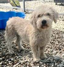 COOPER, Hund, Mischlingshund in Belgien