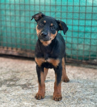 DARLA, Hund, Mischlingshund in Ungarn