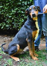 SORLEY, Hund, Mischlingshund in Italien
