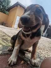 ALF, Hund, Mischlingshund in Bosnien und Herzegowina
