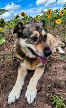 SHALIMAR, Hund, Mischlingshund in Nürnberg
