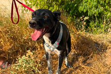 SARA, Hund, Mischlingshund in Spanien