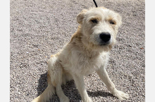 CANO, Hund, Mischlingshund in Spanien