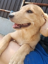FINCH, Hund, Mischlingshund in Bosnien und Herzegowina