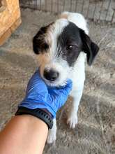 TYLER, Hund, Mischlingshund in Rumänien