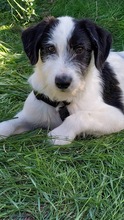 TYLER, Hund, Mischlingshund in Obertrubach