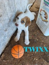 TWIXX, Hund, Mischlingshund in Griechenland