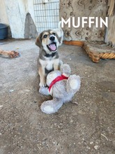 MUFFIN, Hund, Mischlingshund in Griechenland